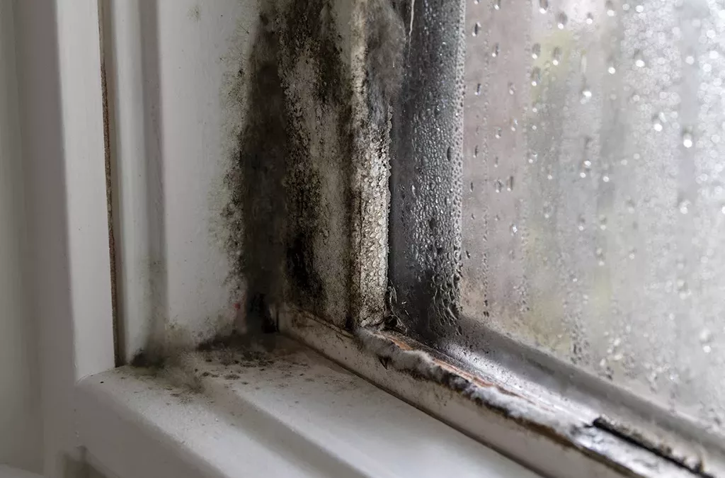 Moisissures et condensation dans la maison