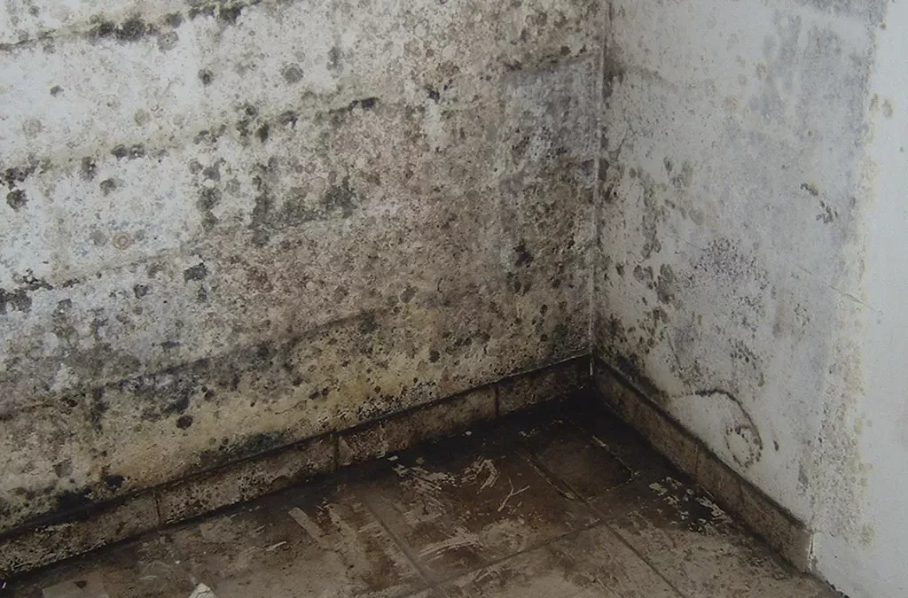 Moisissures et condensation dans la maison
